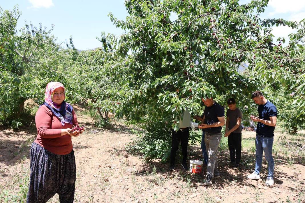 O kentin kirazını almak için Avrupa ülkeleri sıraya girdi! İç pazarda yok denecek kadar, en çok yurt dışına gönderiliyor 8